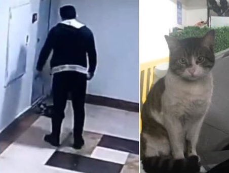 guclusinemm's tweet photo. İbrahim Keloğlan eros kediyi tekmeleyerek katlettiğinde bir canı hayattan koparmanın cezasını alsaydı bu gün İstanbul başak şehirde Burak adlı iblis yavru bir kediyi tekmeleyerek hayattan koparamayacaktı . Alın kediler hayatta değil bu iblislerle güven içinde yaşayın https://t.co/noQr6zncXv