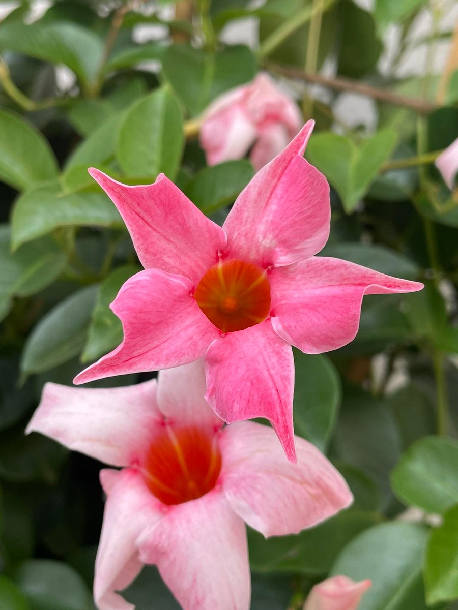 Ich wünsche euch allen ein fröhliches, sonniges Wochenende 🤩 sein wir dankbar, dass wir in einem friedliches Land leben und wir auch auf recht hohem Niveau leben dürfen...
Pflegen, ja, bewahren wir unsere Mitmenschlichkeit und unsere Empathie...
Shabbat Shalom 🍷