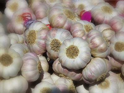 Gardeners' Corner at Calgary Horticultural Society - mailchi.mp/calhort/garden…
Harvesting your garlic now? Are you starting seeds now? Check out the tips and find out What's Happening at the Society. Read the e-news. Subscribe: bit.ly/3mFnHMn #yyc #hortmember #yycnow