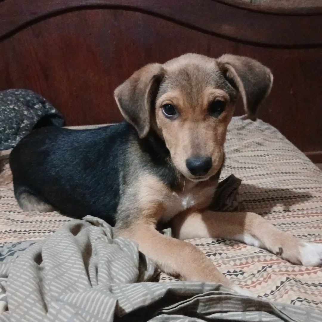 EN ADOPCIÓN PIRITA ::: extremadamente dulce,docil y muy cariñosa,  energía baja, cachorra 6 meses ,esterilizada,  tamaño mediana a pequeña .La podemos trasladar. 

Info WhatsApp +569 59417690

Hazte SOCIOXLUCA 
fucan.cl/donar 

#adoptarsalvavidas