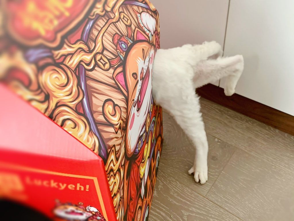 yol11492302's tweet photo. When your cat's booty is the star of the show. π Shaun vs. cat scratcher house = EPIC FAIL! #CatLife #DevonRex #StuckButt #CatScratcher https://t.co/5tho0KcEPe