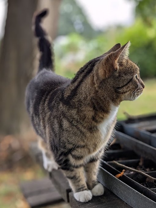 A message from Betty -

FOLLOWERS DAY - IMPORTANT.  please be aware that there will be road closures because of an athletics meeting at the stadium next to allotments. Tell the stewards on the barriers that you are going to the allotments and they will let you through.
