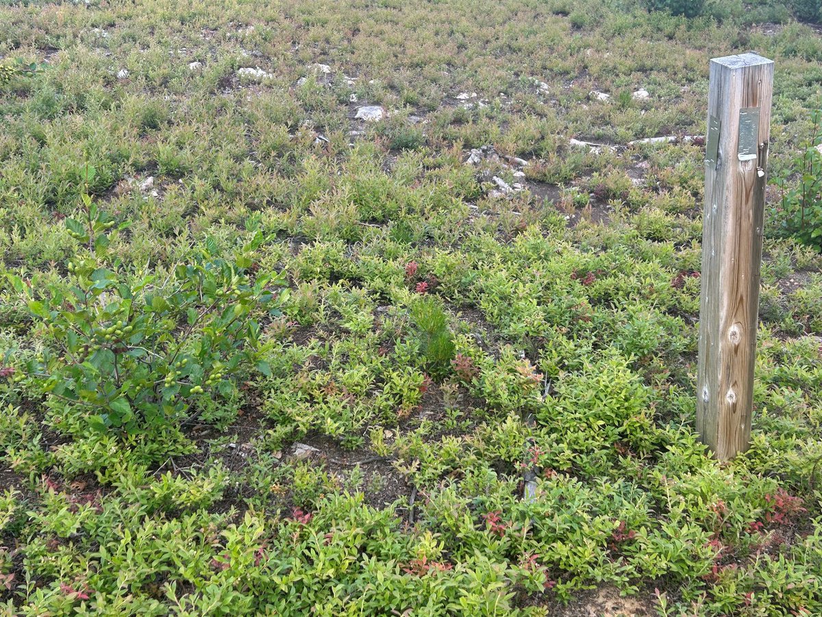 🌱 Check out the natural regrowth around our 2020–2021 drill sites at the Hurricane deposit, a great example of how minimal long-term surface disturbance can look.

As we move Canada’s highest-grade uranium project forward, protecting the environment continues to be a top