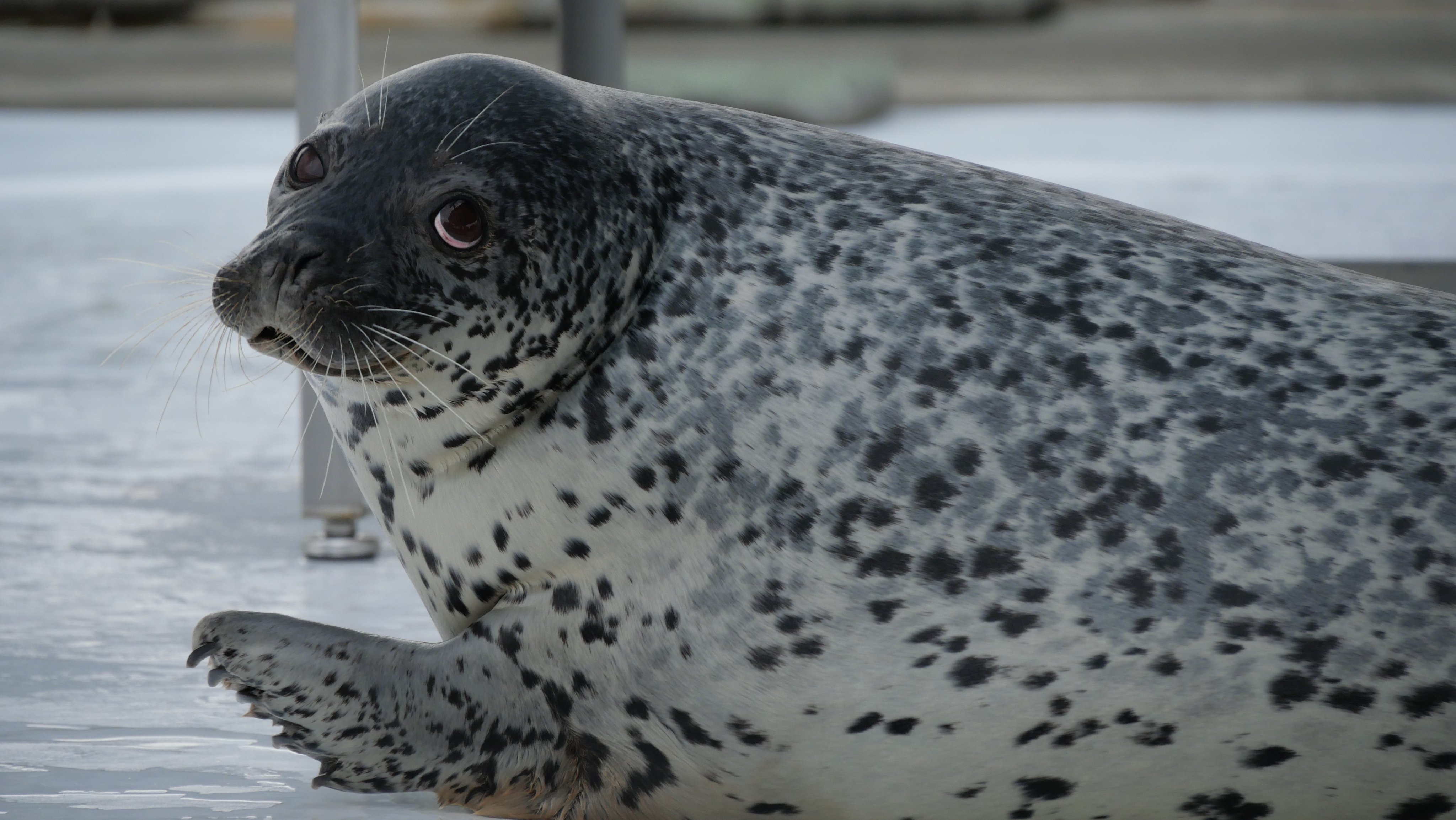 アザラシです○┓ まるすぎるアザラシ】 まんまるアラレちゃん （Ringed seal