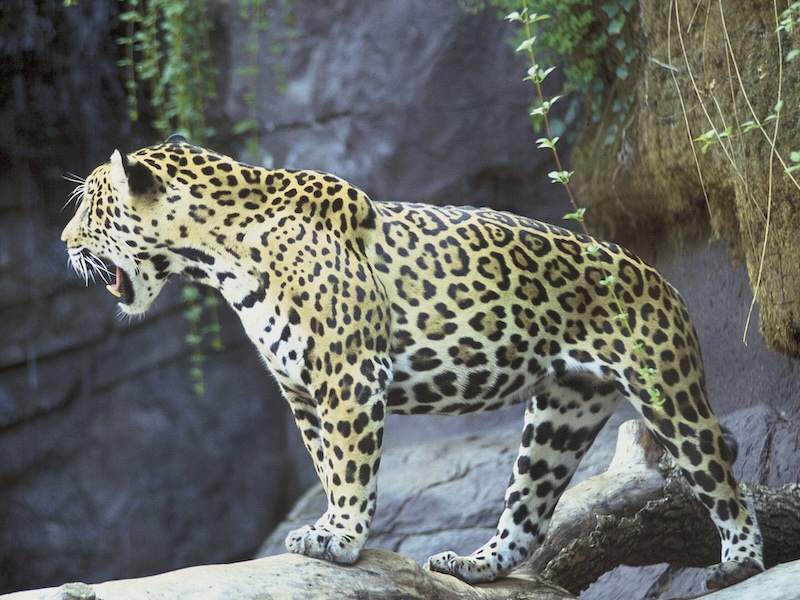 It's a different world of animals, fungi, plants and night skies happening after dark? Charles Hood wrote the book on it: mothering-earth.com #NatureIsAmazing #owls #bats #fungi #plants #animals