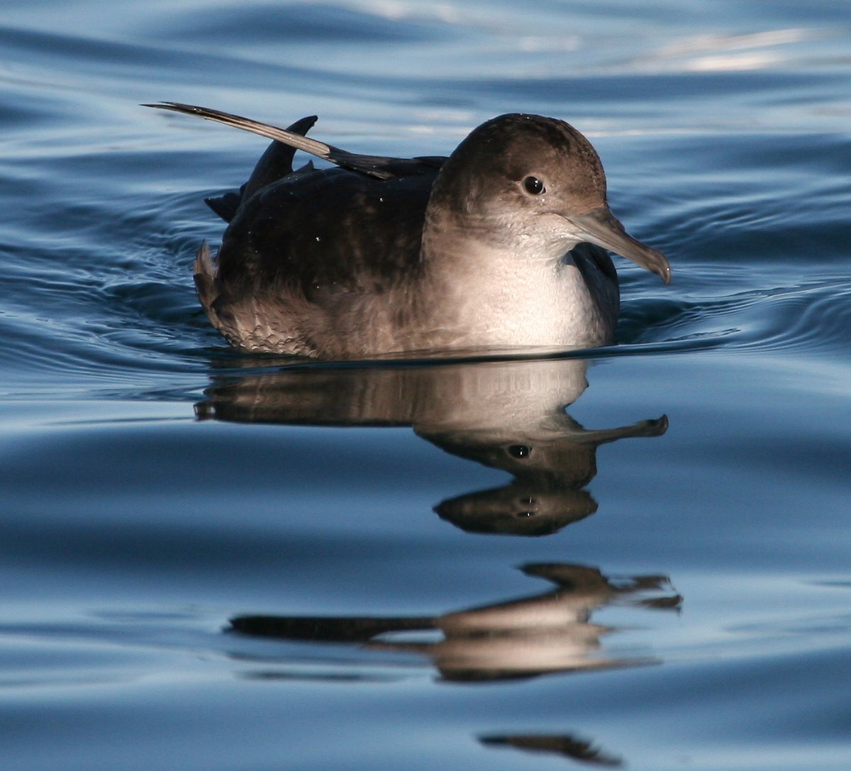 On 24th July 2025, record UK numbers of the globally and critically endangered Balearic Shearwater were seen in Lyme Bay, Devon through a survey conducted by the charity <a href="/MARINElife_UK/">MARINElife</a> on a <a href="/naturetrektours/">Naturetrek</a> trip. Full story bit.ly/45jZZ0x