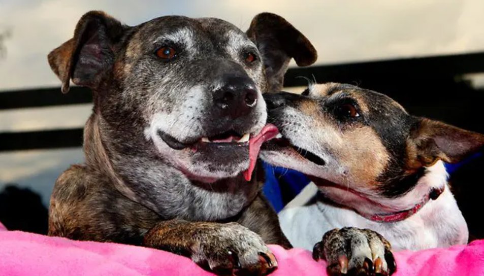 Posso dizer uma coisa para vocês do fundo do meu coração? Está me incomodando muito essa comparação que fazem de bolsonaristas vagabundos, lesas-pátrias, entreguistas, com os nossos vira-latas. É uma ofensa aos vira-latas.