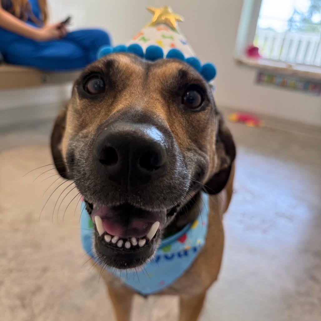 Humane Society of Pinellas tweet media