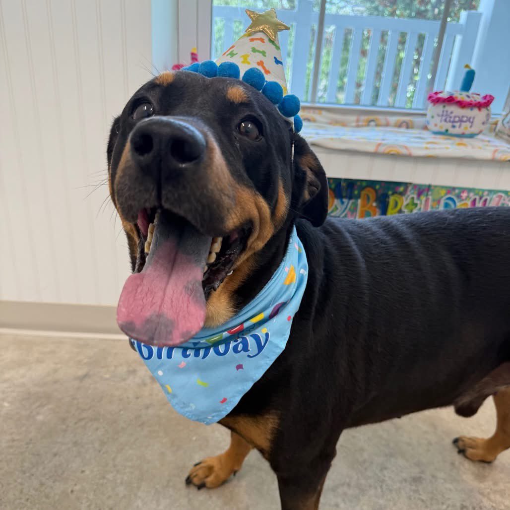 Humane Society of Pinellas tweet media