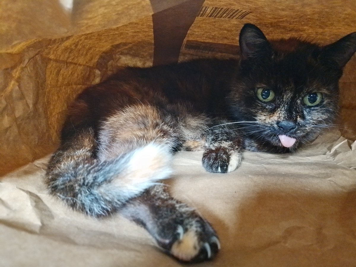 May you be as happy in life as Vixen is in an <a href="/AmazonUK/">Amazon.co.uk</a> paper bag #lifegoals #easilypleased