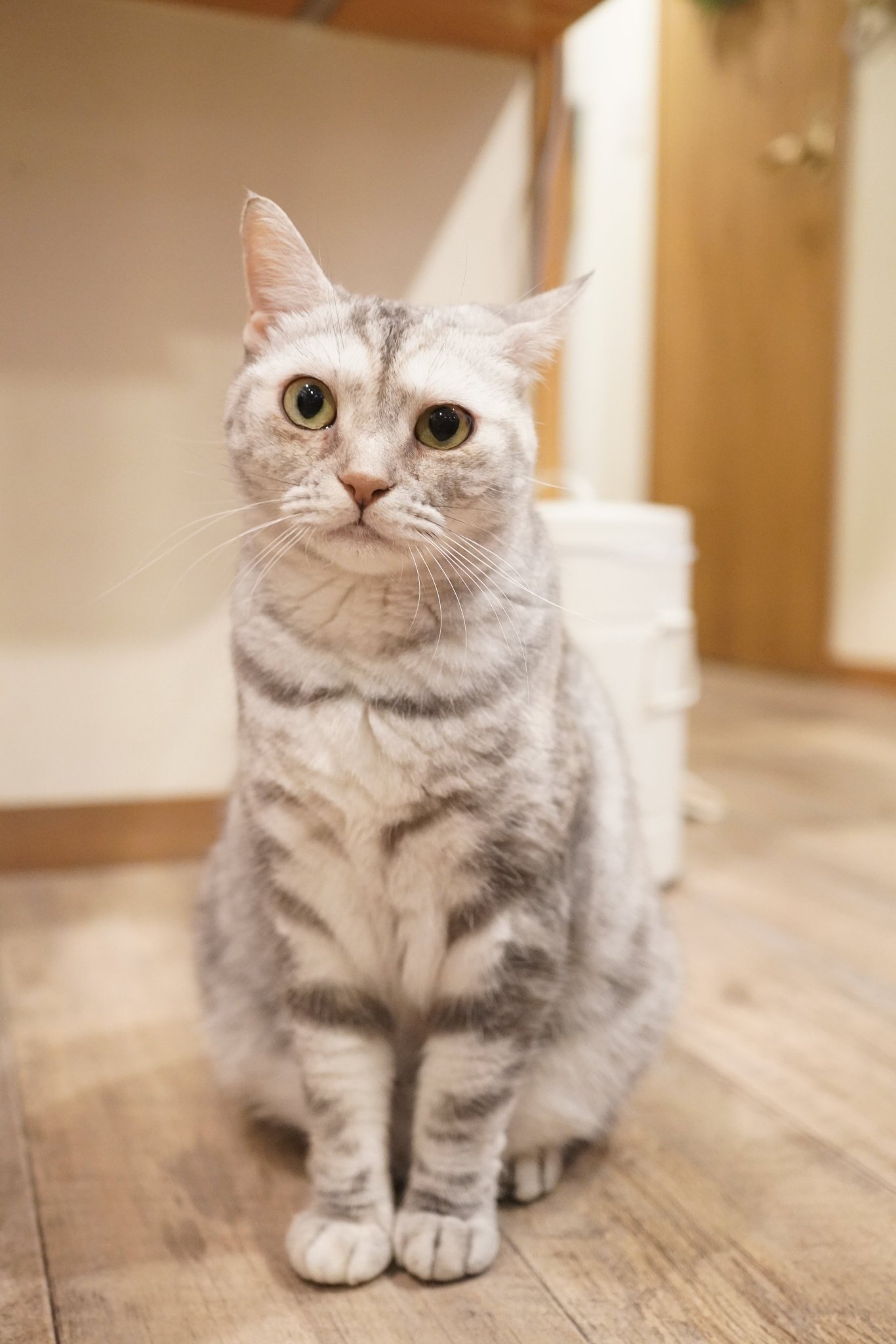 ｶゝ す
