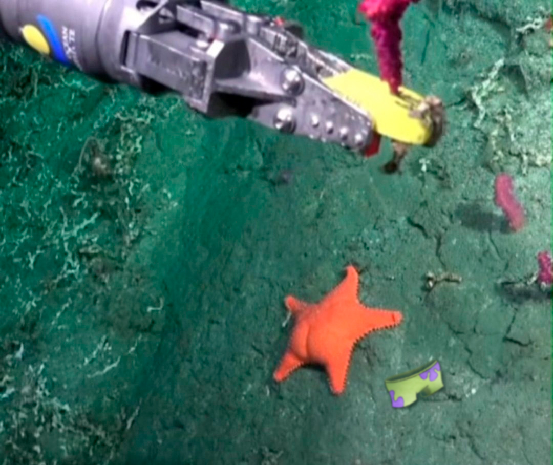 Captura "No editada" del streaming de la expedición submarina en Mar del Plata del <a href="/Conicet/">Conicet</a>.