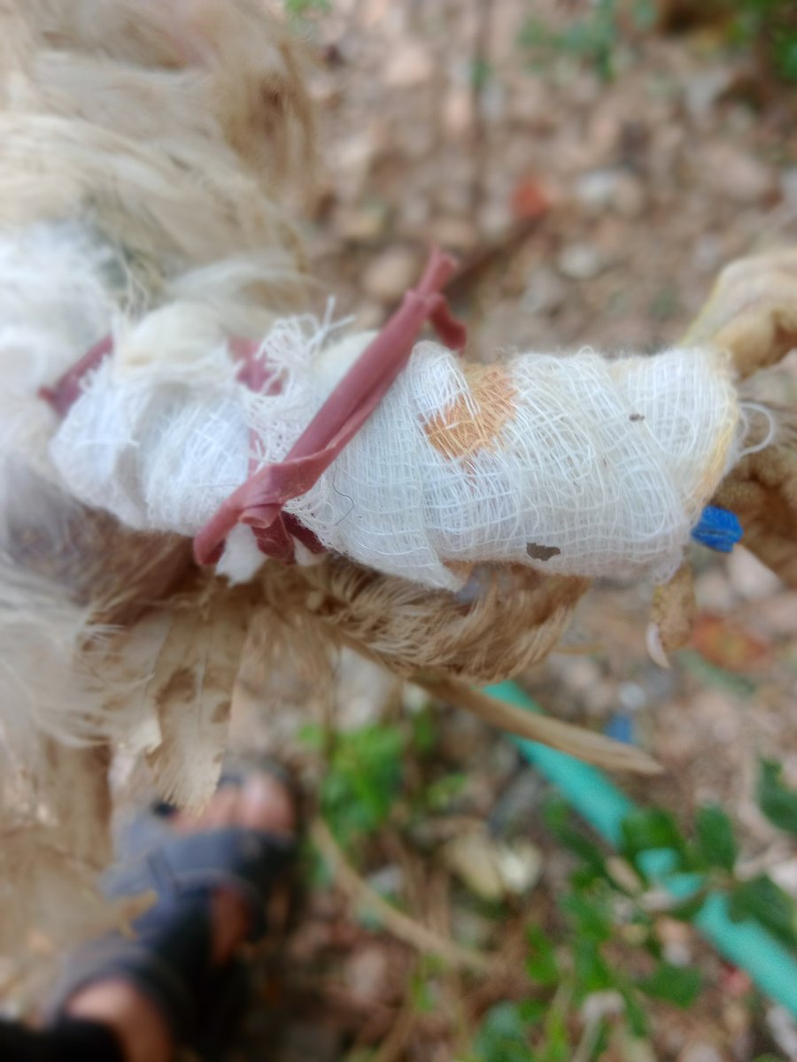 SSDRESCU's tweet image. I have pain, oppression and sadness for those poor, poor animals Where is the world always Please, there is no food for these poor animals. Help a small pledge