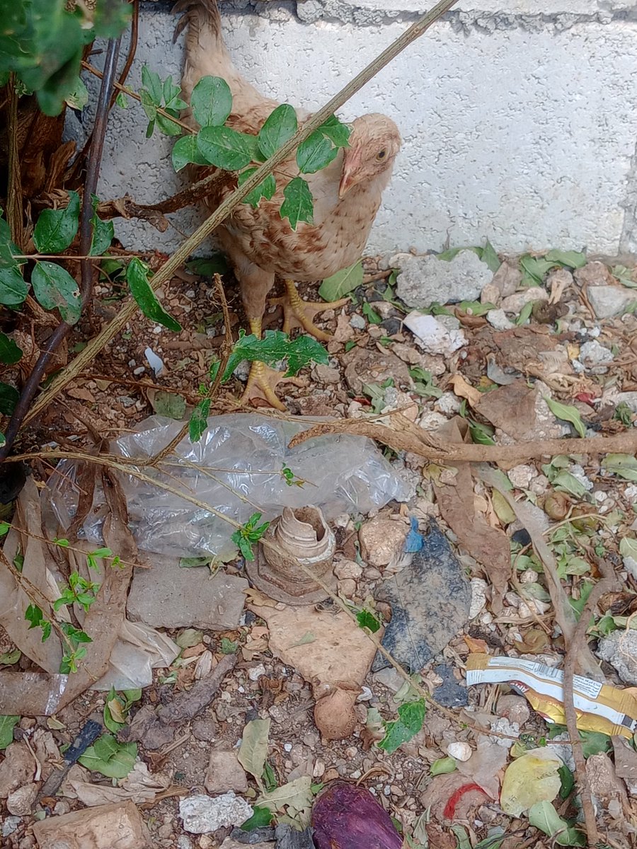 SSDRESCU's tweet image. I have pain, oppression and sadness for those poor, poor animals Where is the world always Please, there is no food for these poor animals. Help a small pledge