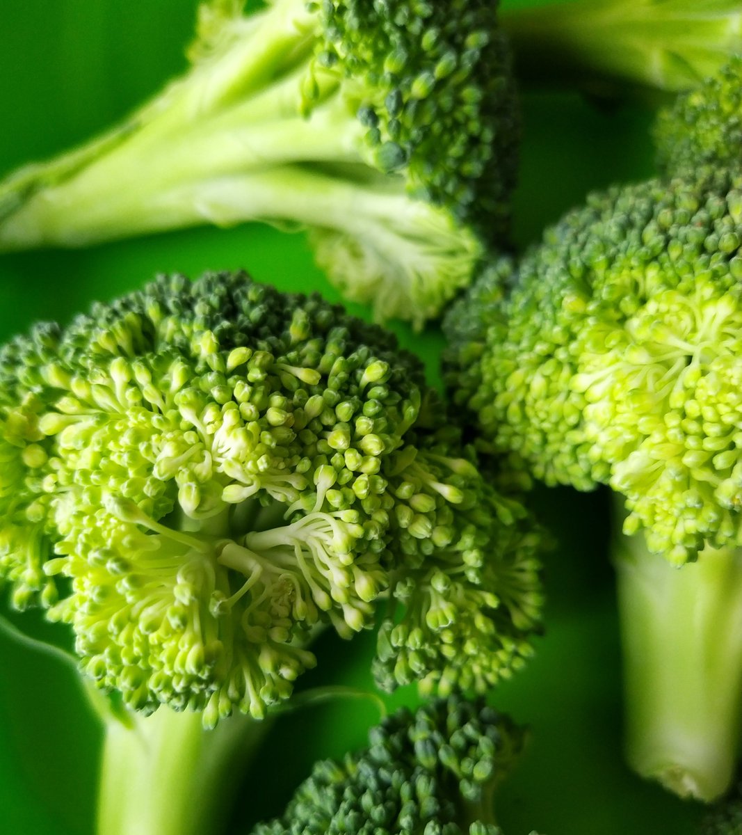 Fresh produce companies introducing broccoli chips in schools: produceprocessing.net/news/fresh-pro…