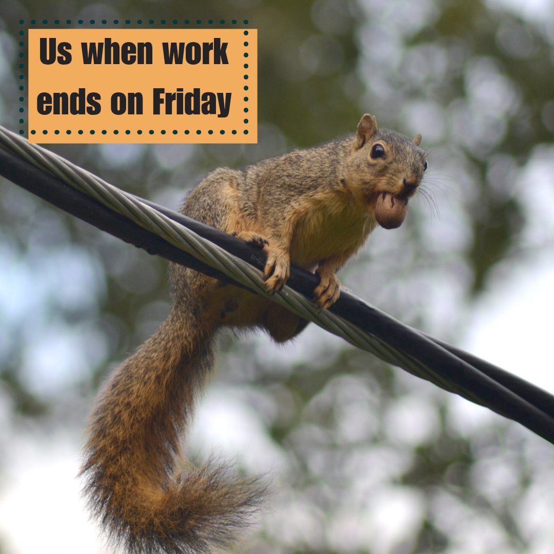 Looking to the weekend like 🐿️

Grab some Georgia pecans, sit back, and relax. You deserve it! 

#fridayfeels #georgiapecans