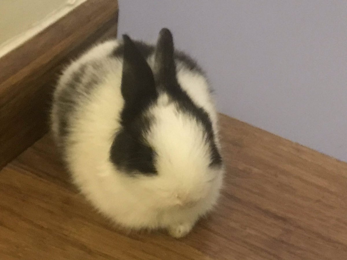 dailyainoo's tweet photo. // #notaino

ADMIN 3 GOT A BUNNY EVERYONE SAY HI TO HER!!!! her name is Eira Aino Dottore Pingas https://t.co/SXsp9H3YpC