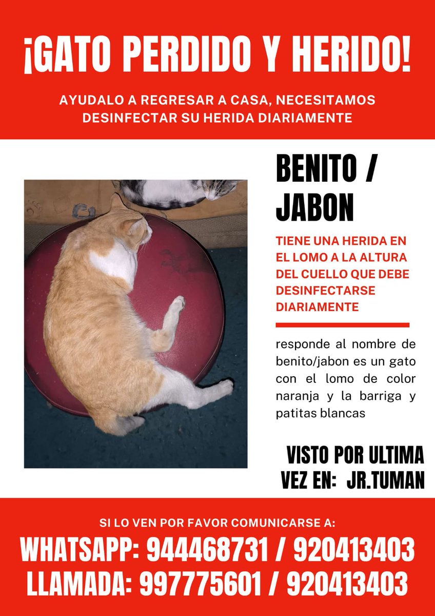 Por favor <a href="/GenteDeSurco/">Santiago de Surco </a> si lo han visto escríbanme por aquí, o comuníquense a los números de los afiches. Ayúdanos a encontrar a Benito Jabón. La última vez fue en la calle Tuman en Monterrico.
<a href="/AdrianzenEduard/">Eduardo Adrianzén</a> <a href="/rommyb/">Gatánica</a> <a href="/_arlettesalazar/">Arl Rescate | Arlette Jaquelyn Salazar 🇵🇪</a> <a href="/DonOso_pe/">DONOSO</a> <a href="/Giulianita_hdc/">La Doñita</a>