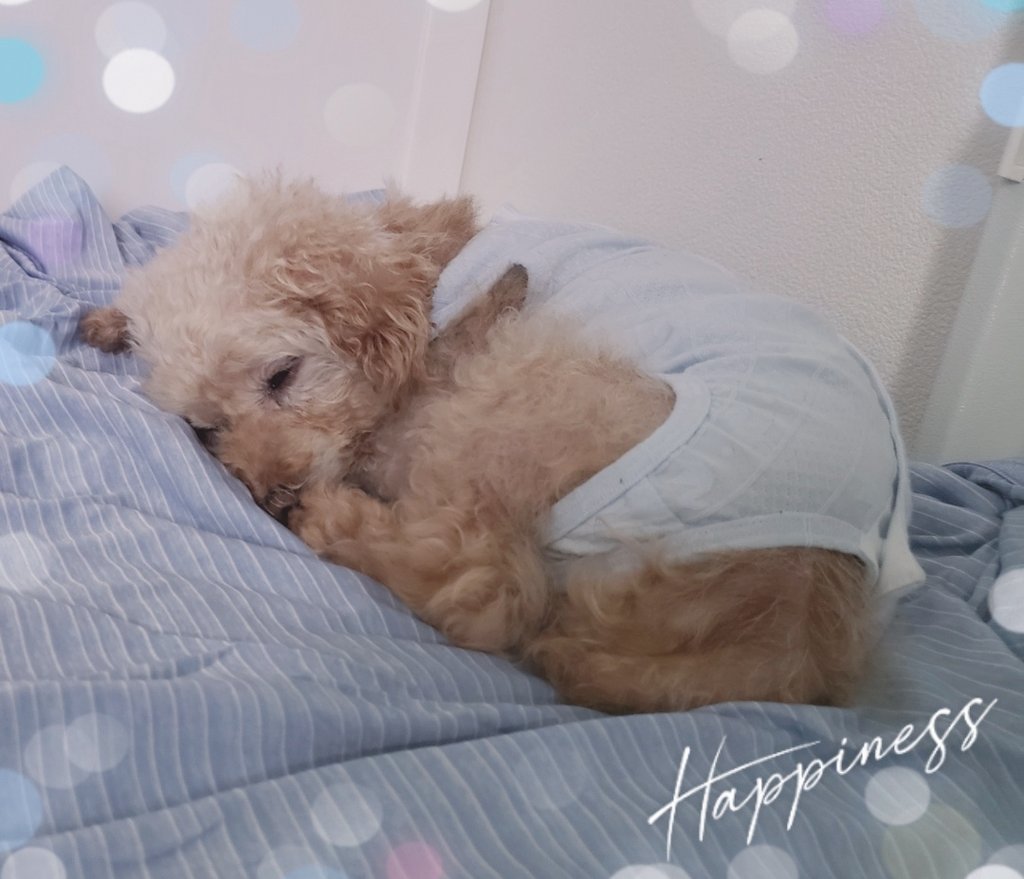 8月12日 18歳6ヶ月🐶🐾
写真は2021年8月(14歳)のココちゃん🩷

#月誕生日
#秘密結社老犬倶楽部天国支部