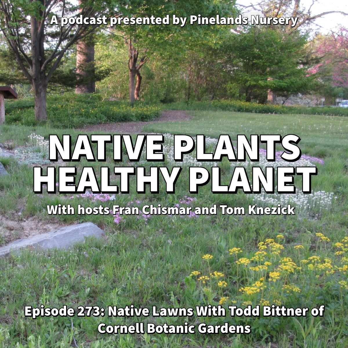 Tom &amp; <a href="/nativeplantfran/">Fran Chismar</a> connect w/Todd Bittner (Director of Natural Areas, <a href="/CUintheGarden/">CUintheGarden</a>) to talk about Native Lawns, the history of Native Lawn 1.0 and its advantages, New York Times coverage, surprise performers and workhorses in native lawn settings. podcasts.apple.com/us/podcast/nat…