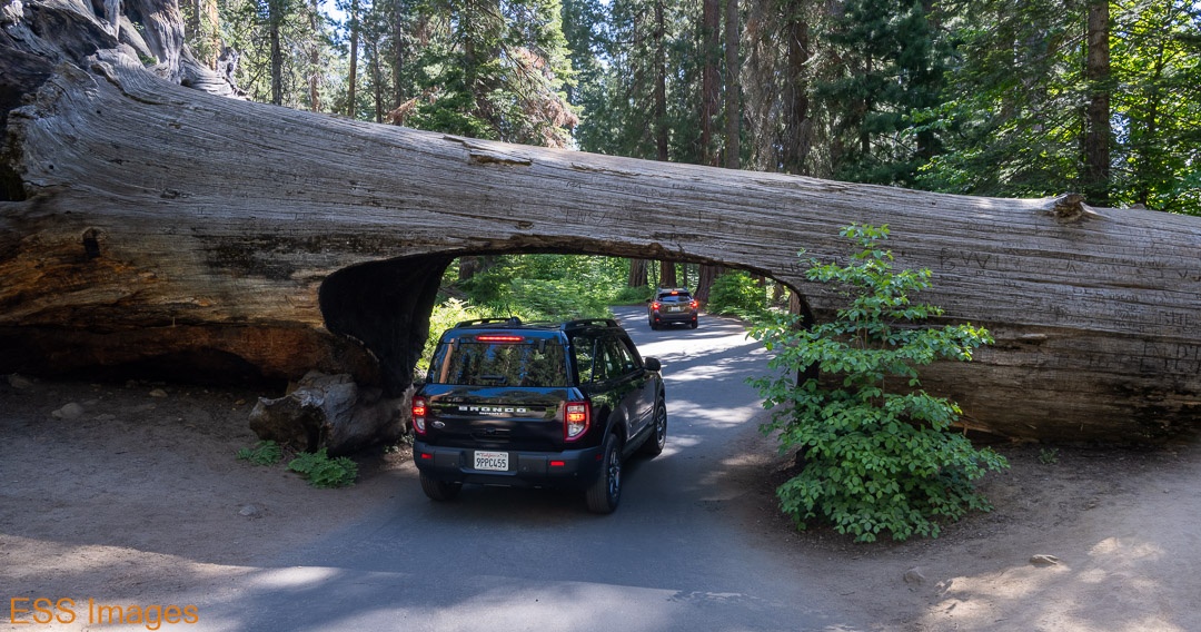 ESS_Images's tweet photo. The day after hiking Marble Falls we met my nephew &amp; his wife in Sequoia.  That's them doing a selfie by the Tunnel Log.  I tell you, this younger generation! 😉
Also my wife driving our rental through... 😁

#sequoianationalpark
#hiking #alltrails
#tunneltree

#nikonz7ii⁠ https://t.co/faGCNLWhDz