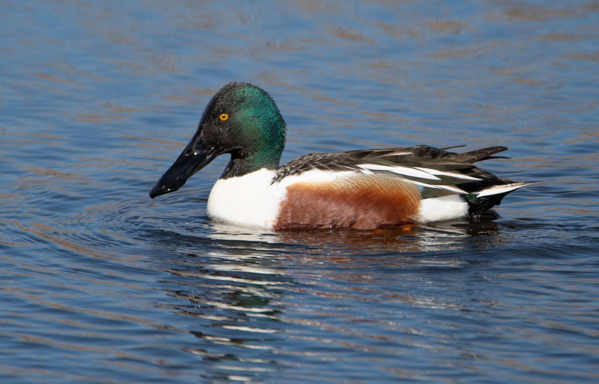 Birding University tweet media