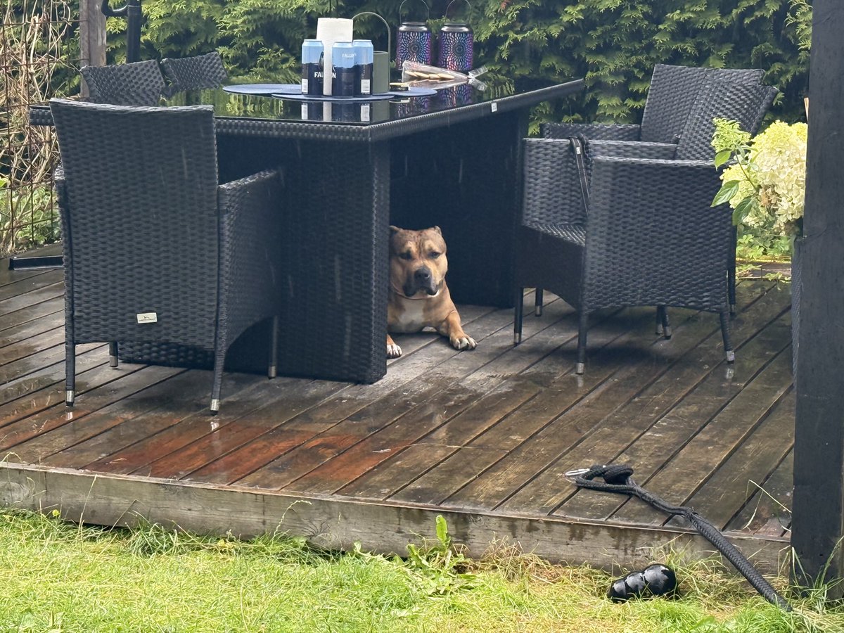 Såhär modig är vildsvinshämtaren när det kommer lite regn.