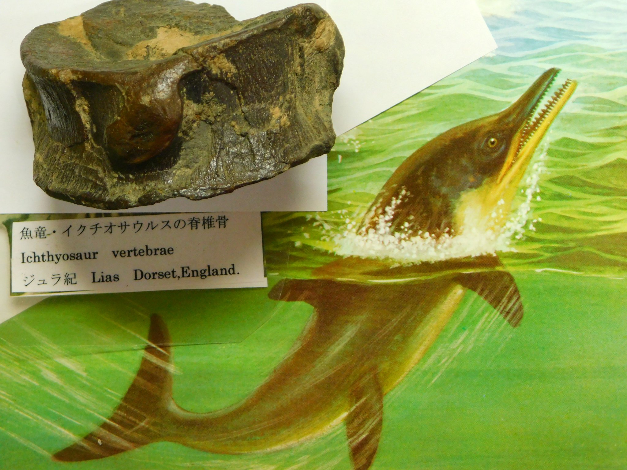 骨 化石】イクチオサウルス 椎骨 楽天市場】博物館クラス イクチオ