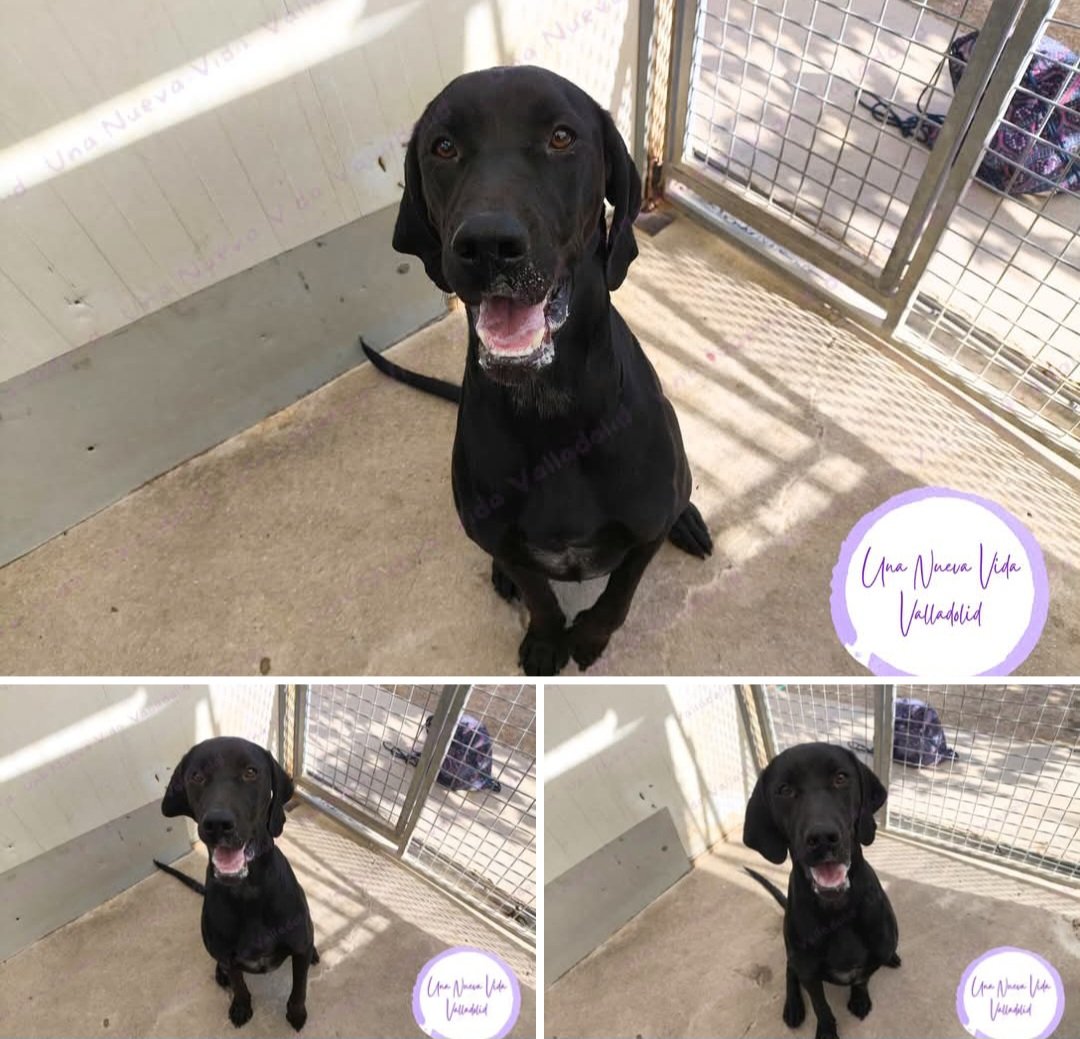 Lola (@mariolirm) on Twitter photo Viene de Leon se llama Balto y tiene 2 años.
Es un cruce braco/pointer,es muy simpatico y sociable,se sienta asi si se lo pides🥰
Estaria todo el dia paseando,tiene mucha vitalidad,te animas a darle un hogar y tu 🏠?🙏🏻🙏🙏🏿
Contacta 📩 una.nueva.vida.valladolid@gmail.com Viene de Leon se llama Balto y tiene 2 años.
Es un cruce braco/pointer,es muy simpatico y sociable,se sienta asi si se lo pides🥰
Estaria todo el dia paseando,tiene mucha vitalidad,te animas a darle un hogar y tu 🏠?🙏🏻🙏🙏🏿
Contacta 📩 una.nueva.vida.valladolid@gmail.com