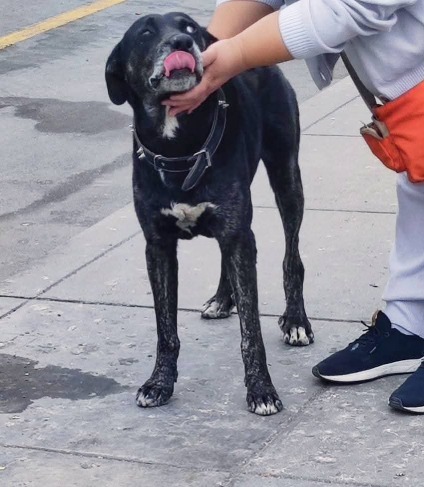 Este perrito al parecer fue abandonado ya hace unas semanas en Santa Rosa Callao 😢 sigue a todos Pero como siempre hay gente mala q lo bota a patadas o piedras. Por favor si alguien le quiere dar una oportunidad parece q ya tiene sus años encima 😭