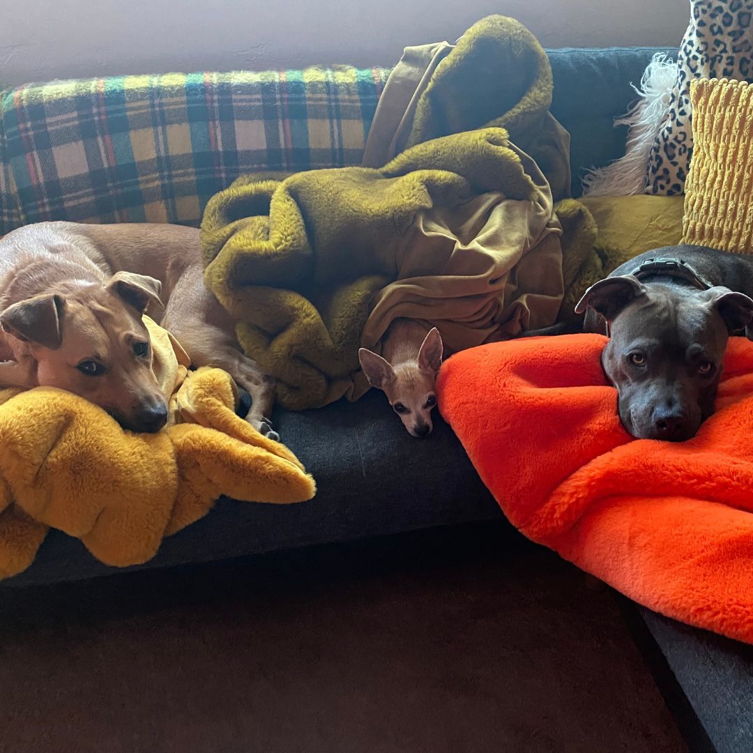 wheelsupnow's tweet image. Let your brand be the couch—inviting, dependable, and hard to leave. 🐶
#MarketingThatFeelsGood #BrandLoyalty #CozyContent