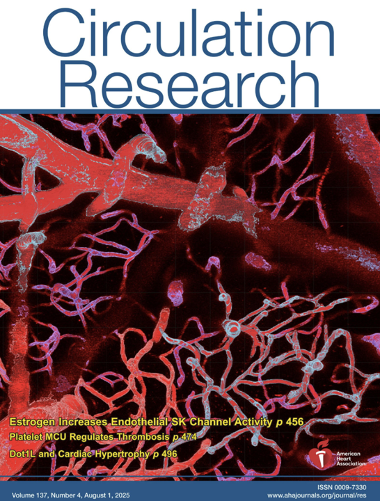 Microcirculatory Society (@the_mcsociety) on Twitter photo Congrats to <a href="/DabertrandFab/">Fabrice Dabertrand</a>’s lab, co-authors & collaborators on their <a href="/CircRes/">Circulation Research</a> cover + editorial! 🎉
They reveal a canonical shift from NO to SK channel–mediated regulation of hippocampal blood flow in females—estrogen-driven and persistent with aging.
👉 tinyurl.com/2d6hxa83 Congrats to <a href="/DabertrandFab/">Fabrice Dabertrand</a>’s lab, co-authors & collaborators on their <a href="/CircRes/">Circulation Research</a> cover + editorial! 🎉
They reveal a canonical shift from NO to SK channel–mediated regulation of hippocampal blood flow in females—estrogen-driven and persistent with aging.
👉 tinyurl.com/2d6hxa83