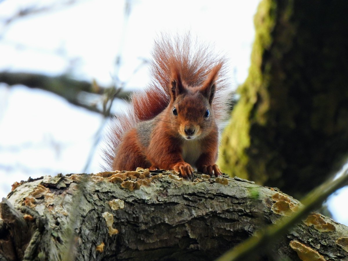 Red squirrel north wales