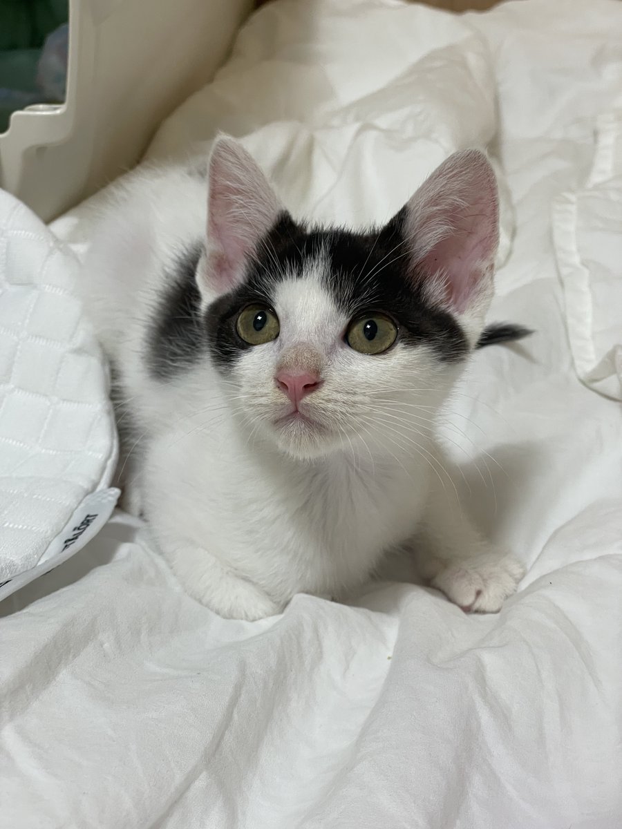 이제 제법 고양이 같아요..
입양하기 딱 좋은 시기..👍
#입양홍보