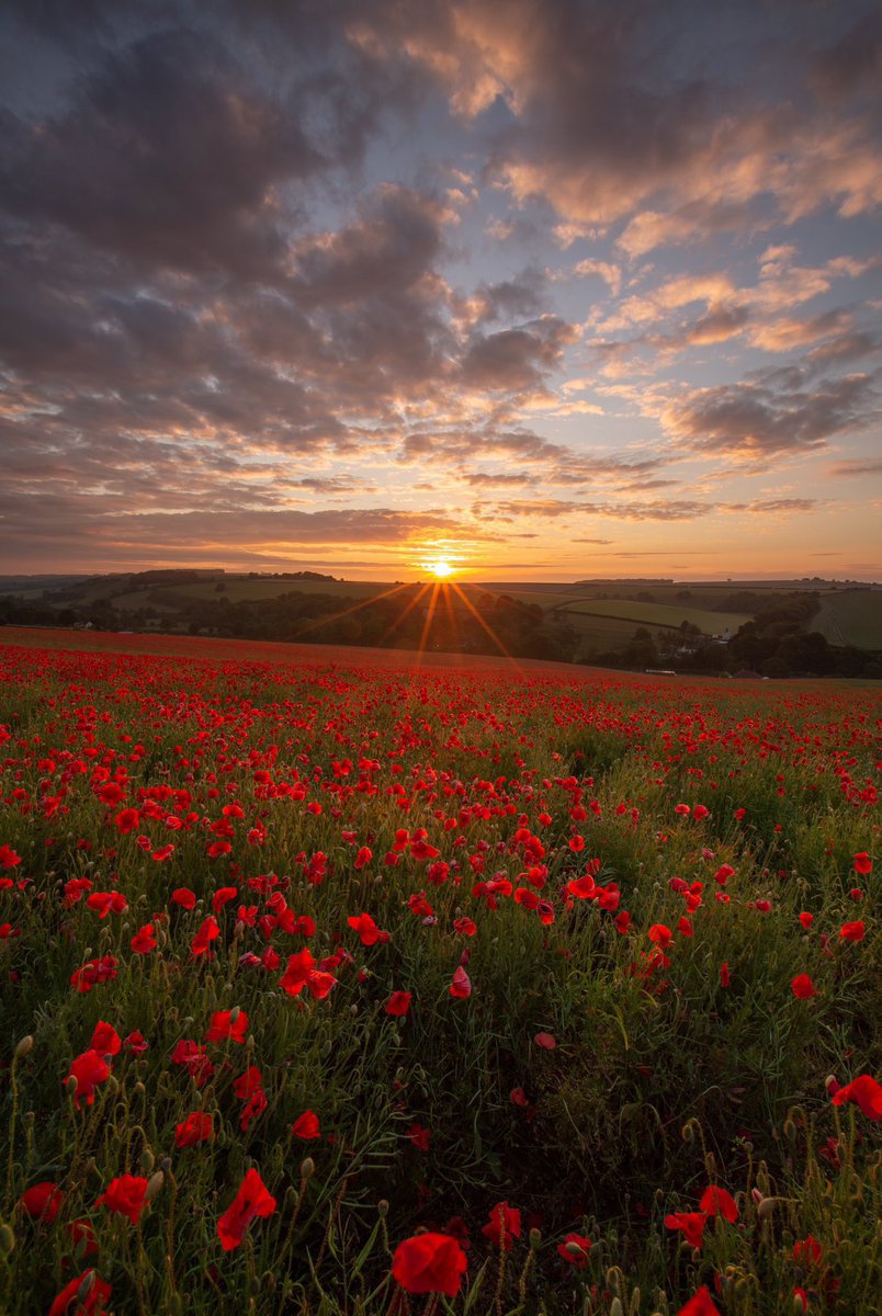 OMG i finally did it!! 

After months &amp; months of trying 

I finally got the shot iv always wanted. 

 poppies in the morning sun.

I really hope you like it! 

Let me know ❤️