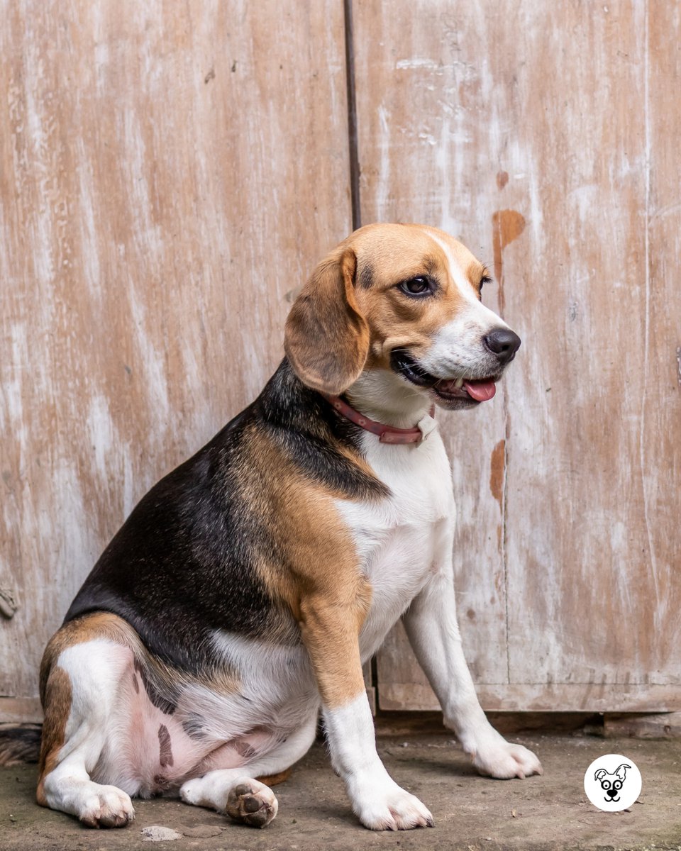 thesopawsome's tweet photo. The soundtrack to my life: beagle bays and happy howls. 🎶 #BeagleSounds #HappyHowls #BeagleLove #HoundSounds #BeagleNation https://t.co/nY7lq64cCX