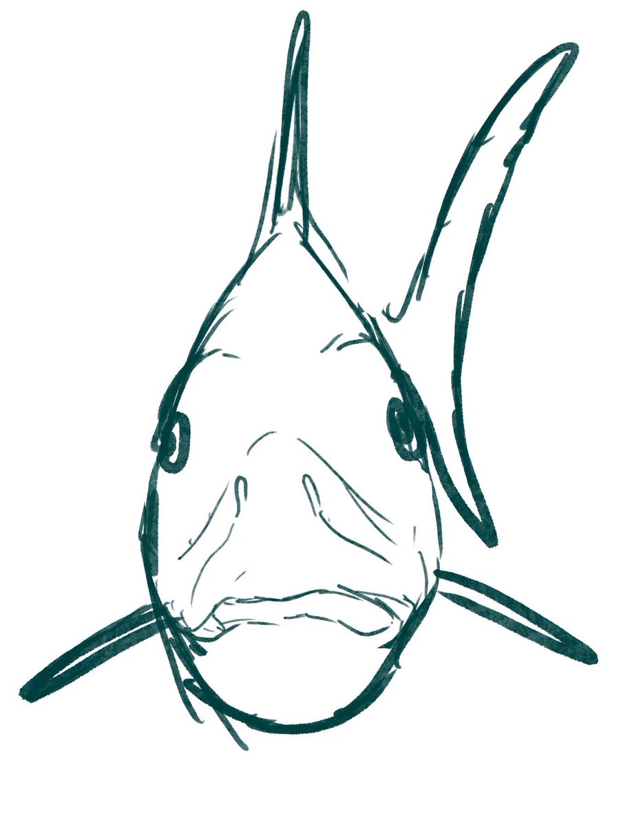 Glossi, open water chondrichthyan related to chimearas and mainly feeds on fast schooling fish and squid