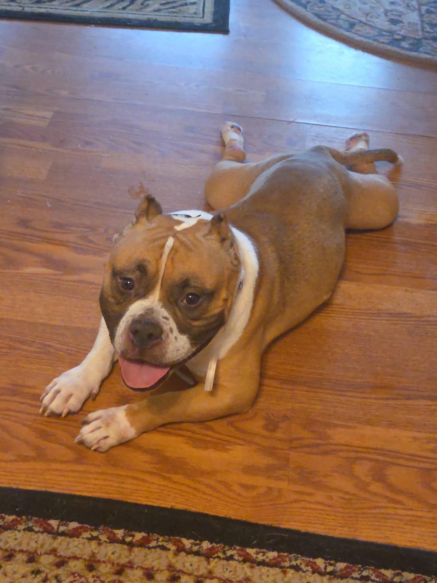 🎉 Spears 🎉
#NYCACC #230322
was RESCUED! 🎉
Tysvm: Adore a Bullie Paws &amp; Claws Rescue + yr Foster❤
Thank you to all the pledgers + networkers ! 
We couldn't have done it without all of you !❤

▪️Donations Welcome
paypal.com/us/fundraiser/…

adore-a-bullie.org/donate