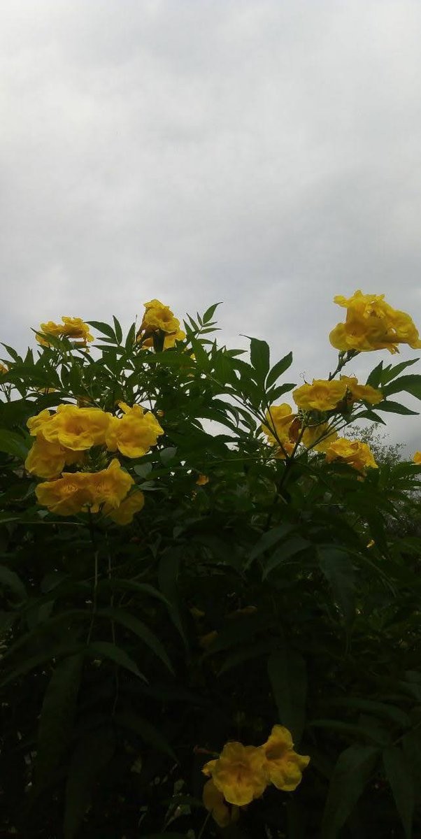 اللهم في هذا لمساالسلام‌ والامان اللهم ‌السعاده الدائمه
مساء الخير والسعاده للجميع