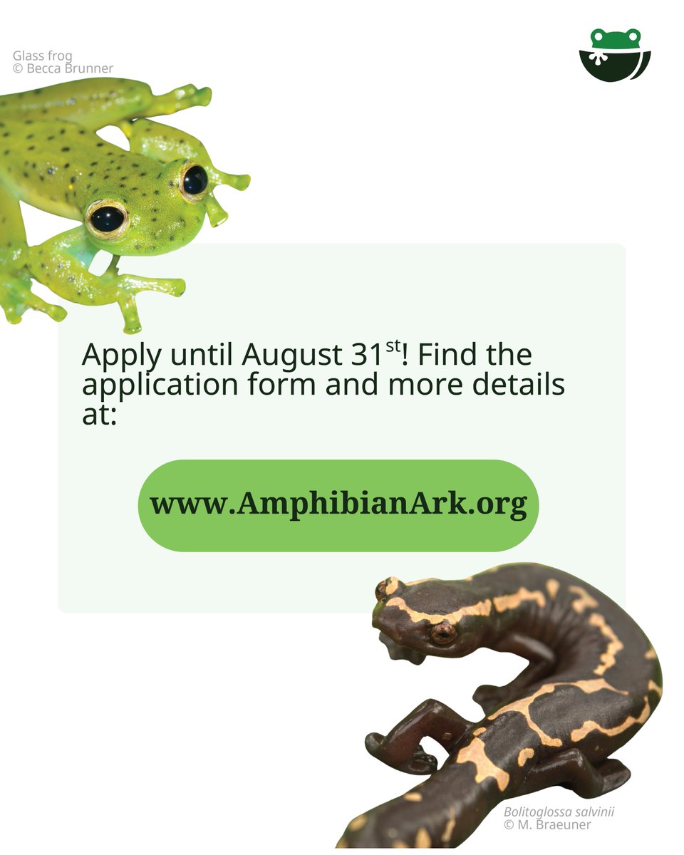 🚨 Grant Alert!

Amphibian Ark is now accepting applications for ex-situ rescue projects. 

Species must be assessed as “in need of ex-situ rescue” by either an AArk Conservation Needs Assessment.

Read more and apply here:  amphibianark.org/our-response/a…

#AmphibianConservation