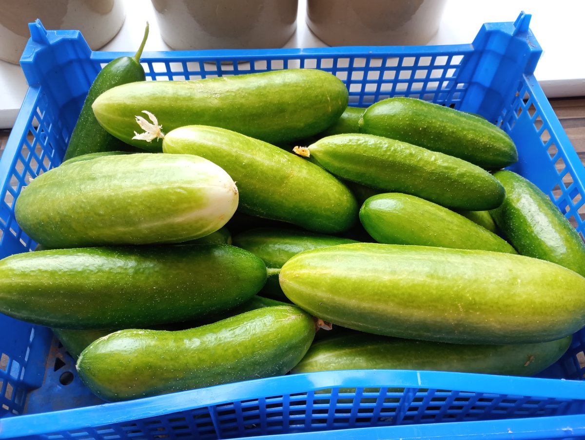 Sr Jessica tweet media