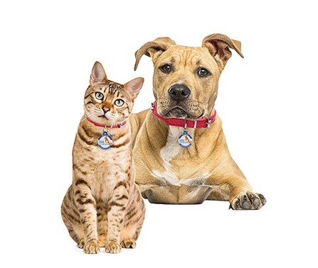 browardinfo's tweet image. Don't miss South Florida Live at 12:30PM today on @nbc6 for the launch of the "Clear the Shelters" Campaign feaaturing Broward County Animal Care and Adoption.  To support the program all pet adoption fees are being waived!  Available pets can be seen at PetAdoptions.Broward.org…