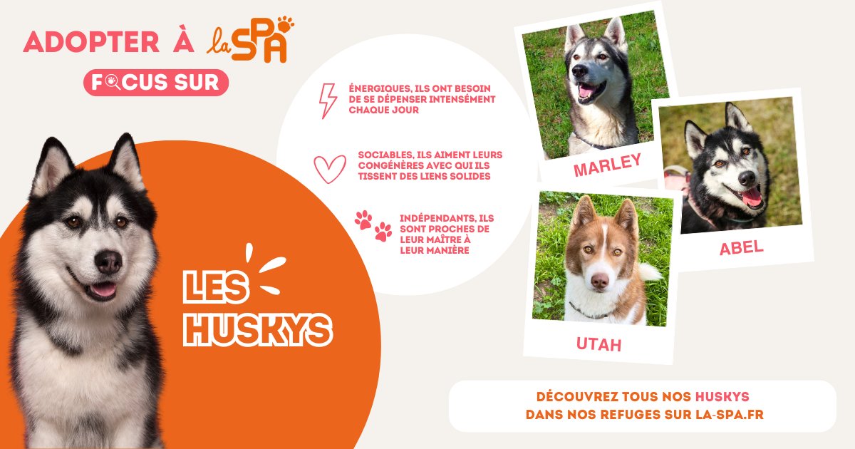 Chien à la fois doux, affectueux et charismatique, le husky séduit de nombreux amoureux des animaux. 🐾

Mais derrière son apparence majestueuse se cache un chien aux besoins bien spécifiques, souvent sous-estimés. Certains propriétaires, attirés uniquement par son physique ou