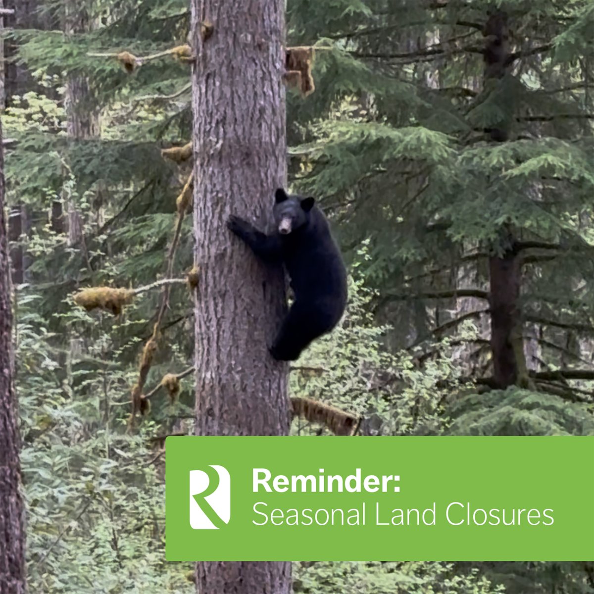 Bear hunting season might start today, but large portions of Roseburg land remain closed due to Industrial Fire Protection Levels (IFPLs). Stay safe out there, watch for signage, and keep an eye on this link for the latest info regarding IFPLs: bit.ly/4ofmoVq