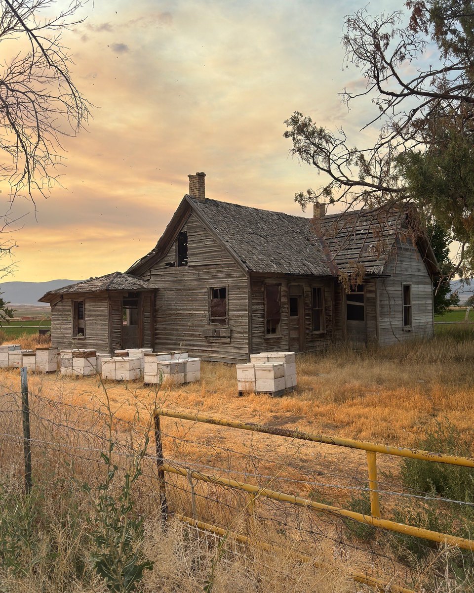 Diary of Abandonment tweet media