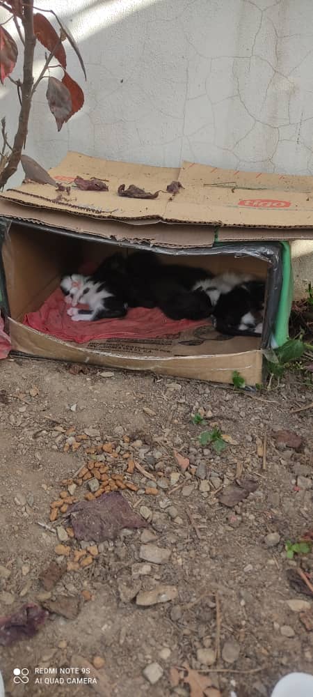 Difundo. Ayuda para estos Gatitos en la zona  e después del Ince del 23, con su madre. Están abandonados allí.