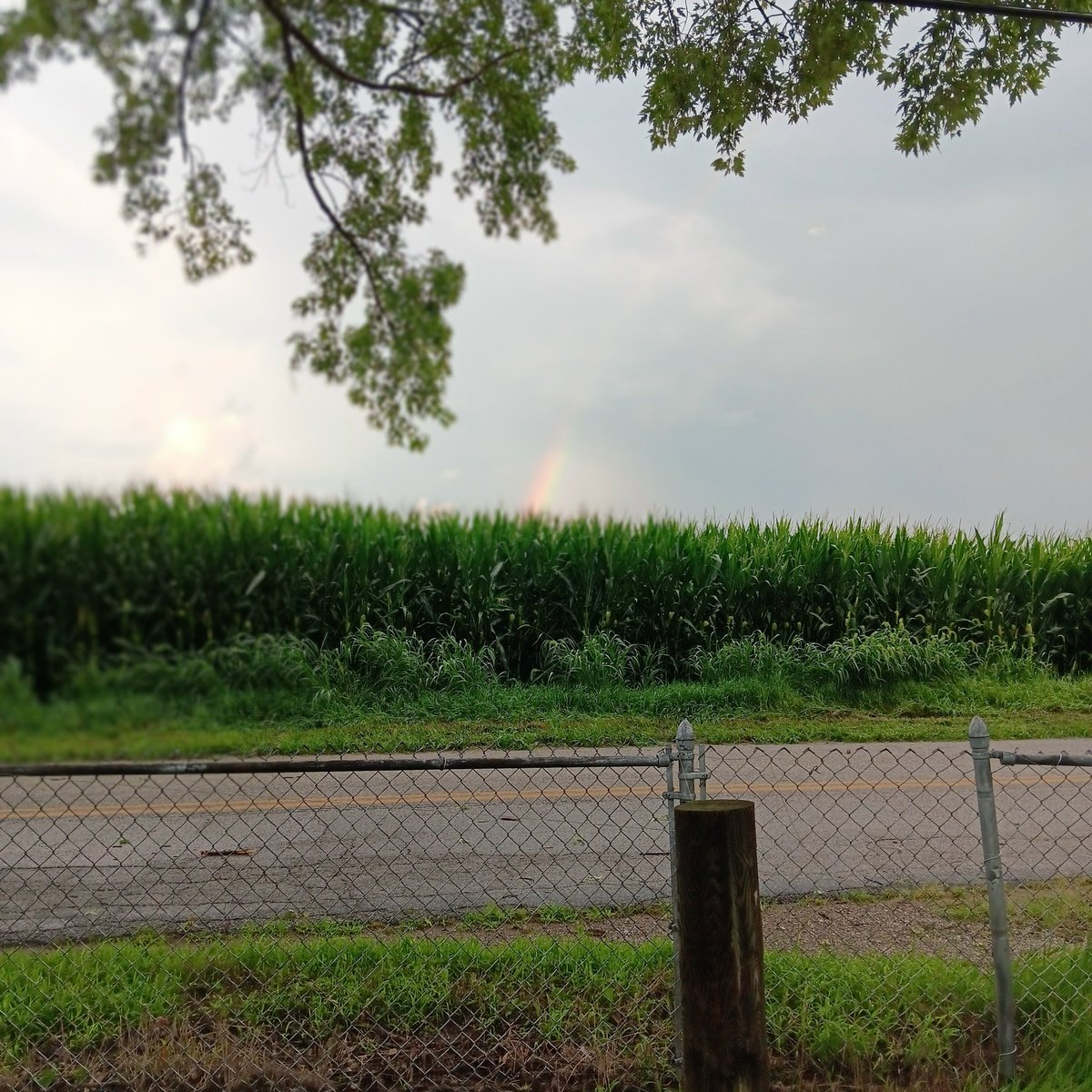 Smokey and Cuddles do their #HedgewatchforJude today and hope the day stays rain free as Dad is mowing hay at the big farm.  The lives of farm cattes is rough!😺😸  But we are thinking of Jude's fur sibs and hoom on this day 🐾💚 &amp; enjoy the faint rainbow 🌈 
#Hedgewatch