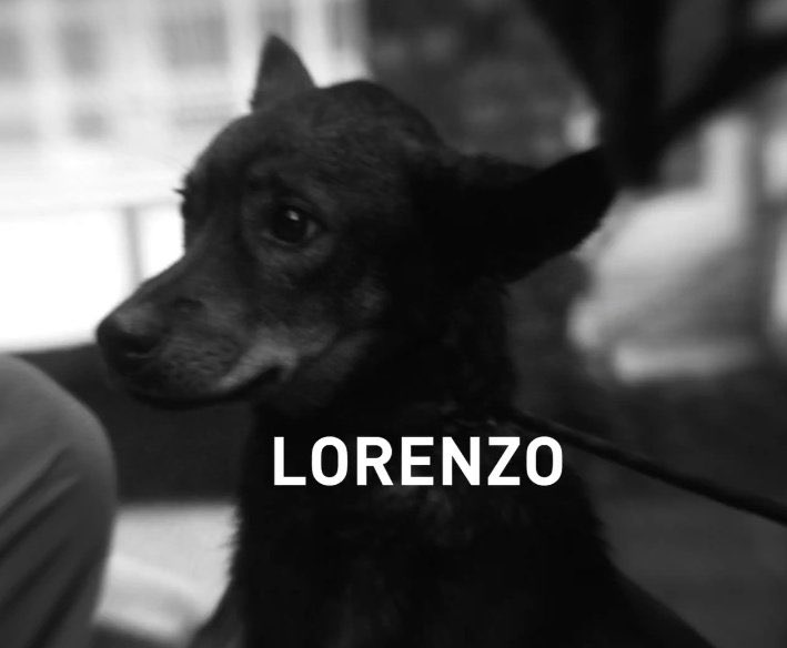 Pero miren esta belleza ❤️🥺 #efectoringo

Gracias <a href="/efectoringo/">Efecto Ringo</a> por tan linda labor.

Gracias a esta campaña Lorenzo no estará más en las calles y tendrá un hogar. ❤️