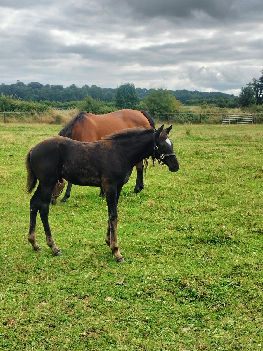 Marie's Diamond colt ex Mysterious Burg #rpfoalgallery