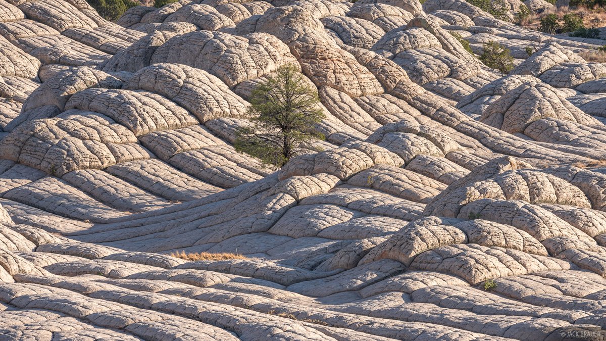 geologyBits's tweet photo. In Geology ✔️ Mineralogy - Botany
#WhitePocket #VermilionCliffs #Geology #Arizona
❤️🔁 Unveiling White Pocket: Arizona’s Geological Masterpiece in Vermilion Cliffs
▶️ Step into an otherworldly landscape where swirling sandstone formations defy imagination.
White Pocket, a hidden gem in Vermilion Cliffs National Monument, Arizona, offers a surreal adventure for geologists, photographers, and explorers alike.
▶️ Formation Story
White Pocket’s mesmerizing landscape began forming during the Jurassic period, approximately 200 million years ago.
Ancient sand dunes
saturated with water, were subjected to intense geological forces, likely triggered by seismic activity.
According to some geologists
a massive sand-slide event, possibly caused by an earthquake, led to the detachment of a large dune segment.
This slide caused the sand
to ripple and fold, creating the intricate, contorted patterns seen today.
Over millennia, erosion
and weathering sculpted these formations into the swirling, wave-like structures that make White Pocket a geological wonder.
▶️ Geological Information
White Pocket is primarily composed of Navajo sandstone, a formation characteristic of the Colorado Plateau.
The dominant white
and light grey sandstone, stained with vibrant reds, oranges, and pinks from iron oxide deposits, creates a striking contrast against the surrounding desert.
The area’s unique
“soft sediment deformation” occurred when the sand was still pliable, before it fully lithified into rock.
This process resulted in twisted
laminated layers and chaotic formations, including domes, hoodoos, and “brain rocks”, polygonal, cracked surfaces resembling fossilized brains.
The pocket itself
is a small basin where water collects, shaping potholes and wave-like ridges through erosion.
Unlike nearby Coyote Buttes
White Pocket’s formations are more rugged and less uniform, adding to its alien-like allure.
The landscape spans
roughly 100 acres, with elevations ranging from 3,100 to 6,500 feet, and is accessible only by high clearance 4WD vehicles due to the sandy, rugged terrain of the Paria Plateau.
▶️ Interesting Fact
White Pocket served as a vital watering hole for ranchers and cattle drives in the late 1800s and early 1900s, thanks to its natural basins that collect rainwater, a rare resource in the arid Arizona Strip.
Legends also suggest
that outlaws once used its remote location as a hideout.
🔎 Have you explored White Pocket or another geological wonder in the Southwest?
❤️🔁 Like & Share your experience or let us know which natural marvel is on your bucket list!
🎞️ Extraordinary views in white pocket, Arizona!
https://t.co/4NIZb7zwuf